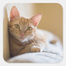 Recherche de canapé autocollants Animal