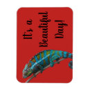 Recherche de lézard magnets Amusant