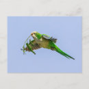 Recherche de perruches cartes postales Animal
