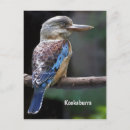 Recherche de rire cartes postales Oiseau