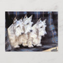 Recherche de scottish terrier cartes postales Terriers