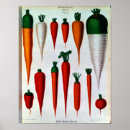 Recherche de carottes art Racine
