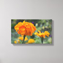 Recherche de toile orange Nature