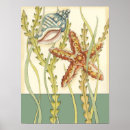 Recherche de coquillages posters Conque