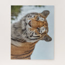 Recherche de sibérie puzzles Tigre