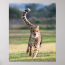 Recherche de vitesse posters Guépard