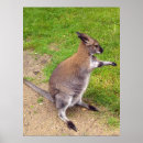 Recherche de symbole australien posters Animal