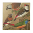 Recherche de été perché carreaux Aviaire