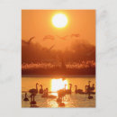 Recherche de cygnes cartes postales Coucher de soleil