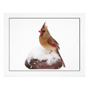 Recherche de cardinal rouge posters Unique