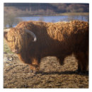 Recherche de taureaux carreaux Vache
