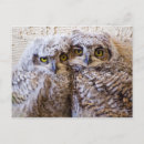 Recherche de grand hibou à cornes cartes postales Drôle
