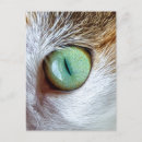Recherche de oeil vert cartes postales Chat