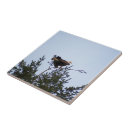 Recherche de aigle carreaux Ailes