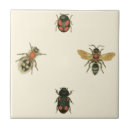 Recherche de mouches carreaux Insectes