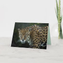 Recherche de gros chat vœux cartes Jaguar