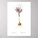 Recherche de crocus posters Floral