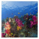 Recherche de corral carreaux Vie marine