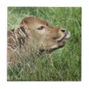 Recherche de veau carreaux Mignon