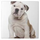 Recherche de bouledogue français carreaux Animaux