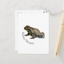 Recherche de amphibiens cartes postales Insecte
