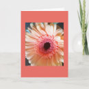 Recherche de gerbera toutes vœux cartes Toute occasion