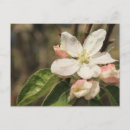 Recherche de pommier cartes postales Fleurs de pommier