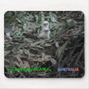 Recherche de hatchling Oiseau