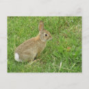 Recherche de bébé lapin cartes postales Cottontail