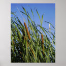 Recherche de cattails posters Nature