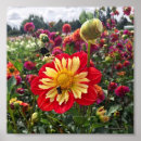 Recherche de dahlia rouge posters Jaune