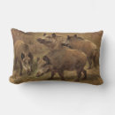 Recherche de sanglier coussins Porc sauvage