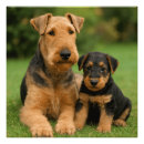 Recherche de art airedale posters Chiot