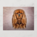 Recherche de dessin de chien cartes postales Faune