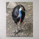 Recherche de cassowary posters Australie