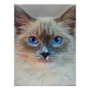Recherche de chat siamois posters Chaton