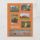 Recherche de poneys shetland cartes postales Animaux