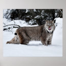 Recherche de lynx canadien posters Félin