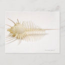 Recherche de murex cartes postales Animal