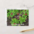 Recherche de fruit cartes postales Baie