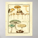 Recherche de champignon vintage art Français