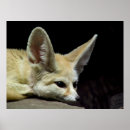 Recherche de fennec fox posters Nature