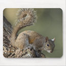 Recherche de écureuil gris tapis souris Sciurus carolinensis