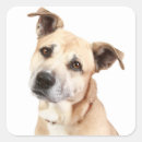Recherche de staffordshire autocollants Chiot