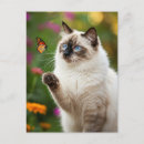 Recherche de chat et papillon cartes postales Chaton