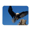 Recherche de prédateur magnets Aigle