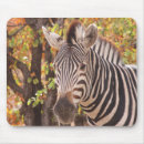 Recherche de rayures zèbre tapis souris Safari