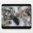 Recherche de chaton tapis souris Sommeil
