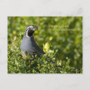 Recherche de caille cartes postales Californie