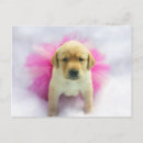 Recherche de chiot cartes postales Extracteur